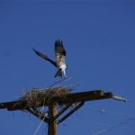 Osprey1